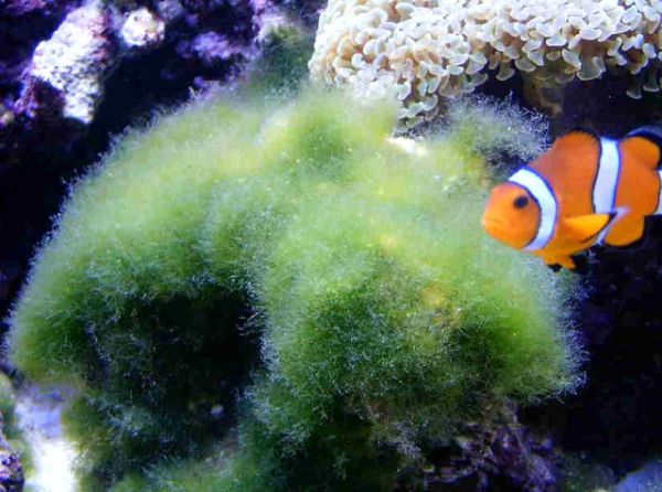 Derbesia sp 2