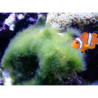 Derbesia sp 2