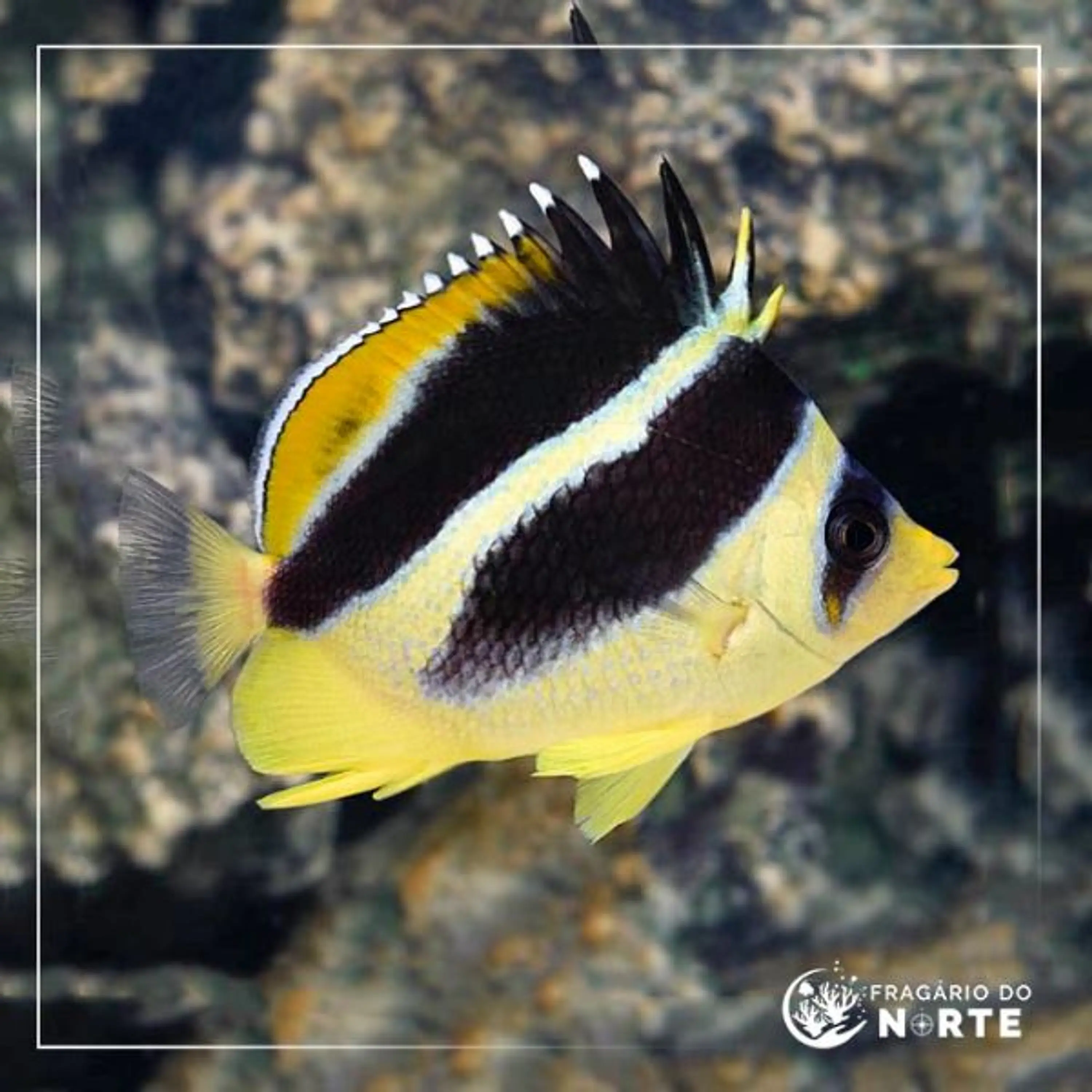 Chaetodon mitratus