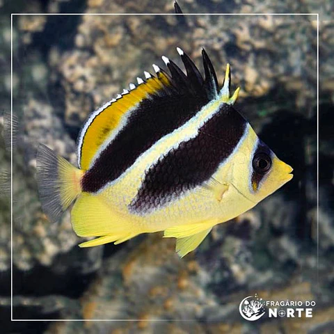 Chaetodon mitratus