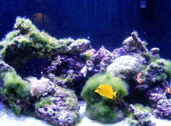Derbesia sp 3