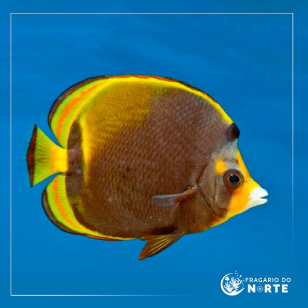 Chaetodon flavirostris