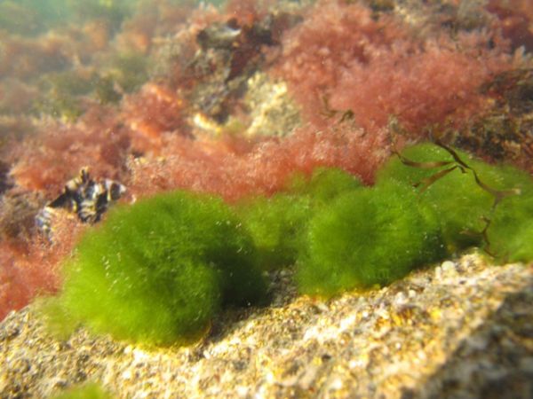 Derbesia sp 4