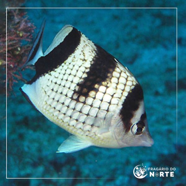 Chaetodon argentatus