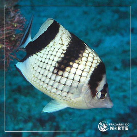 Chaetodon argentatus
