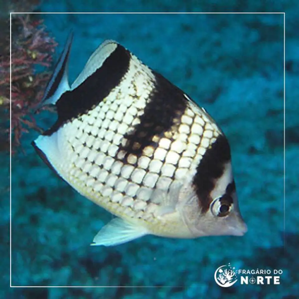 Chaetodon argentatus 1
