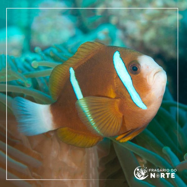 Amphiprion akindynos