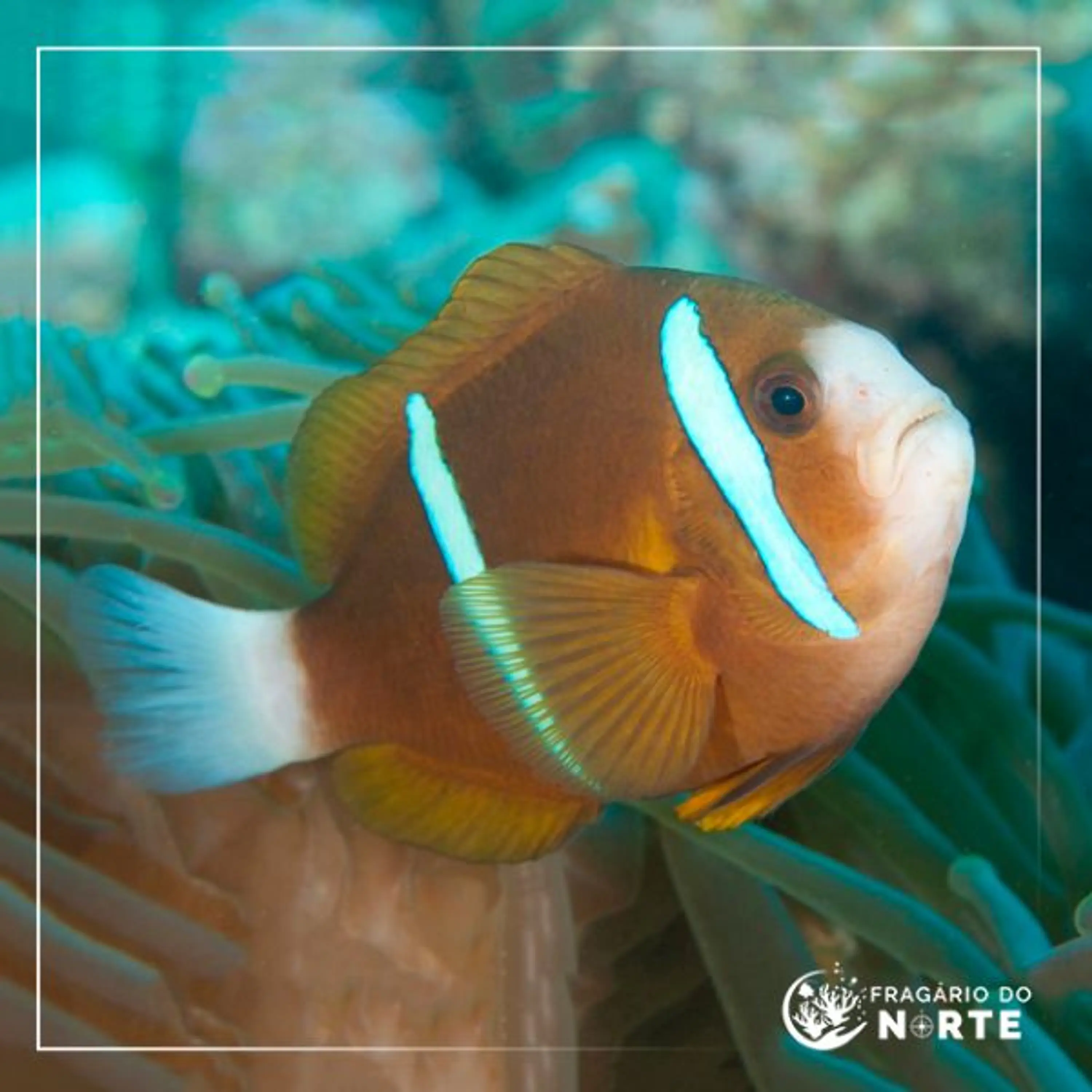 Amphiprion akindynos