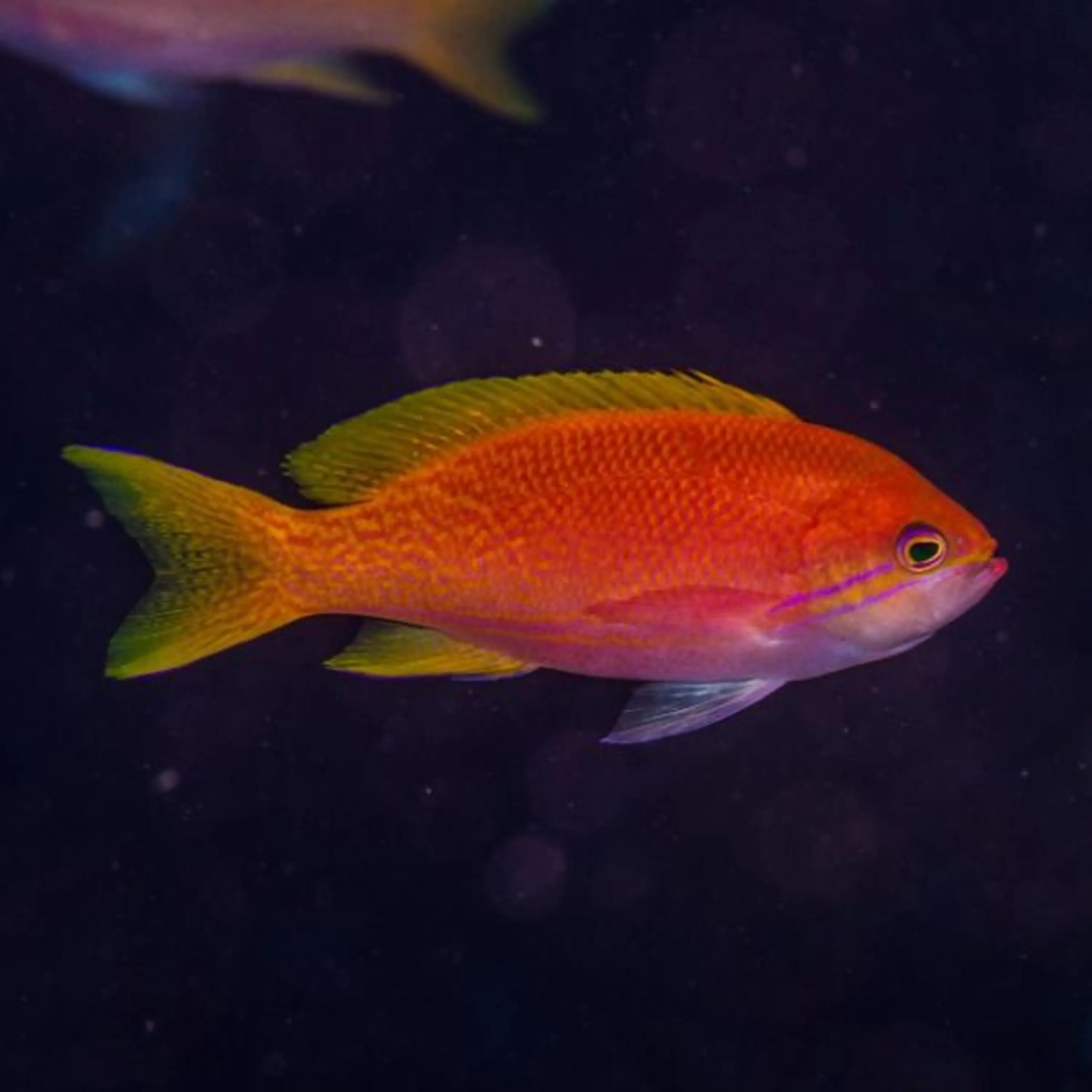 Pseudanthias bimaculatus