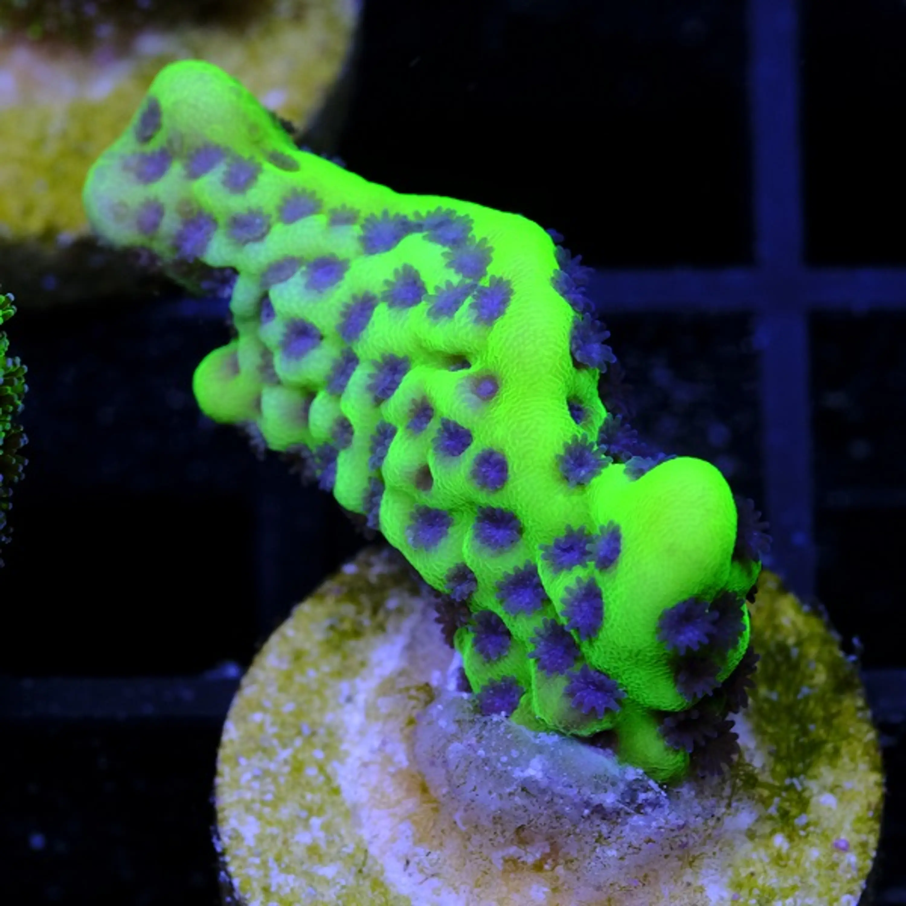 Montipora Confusa