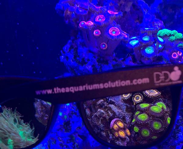 Coral viewing glasses 2