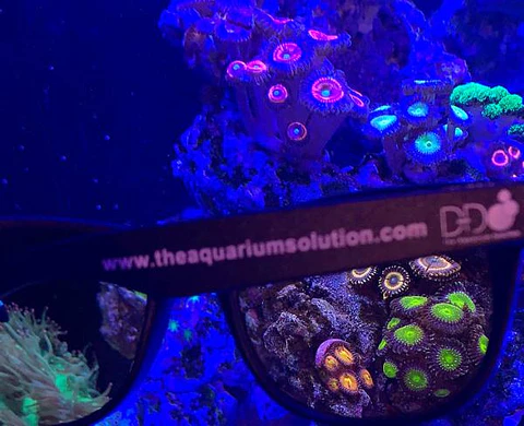 Coral viewing glasses