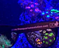 Coral viewing glasses - Thumbnail 2