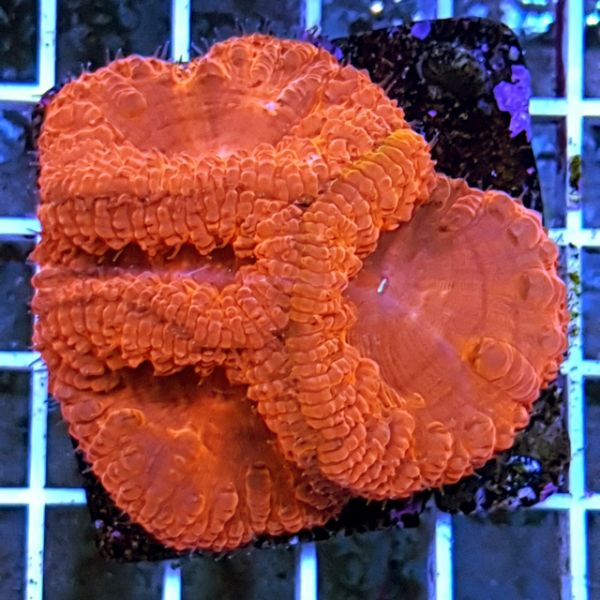 Blastomussa Wellsi 1