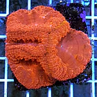 Blastomussa Wellsi 1
