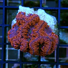 Blastomussa Wellsi 2