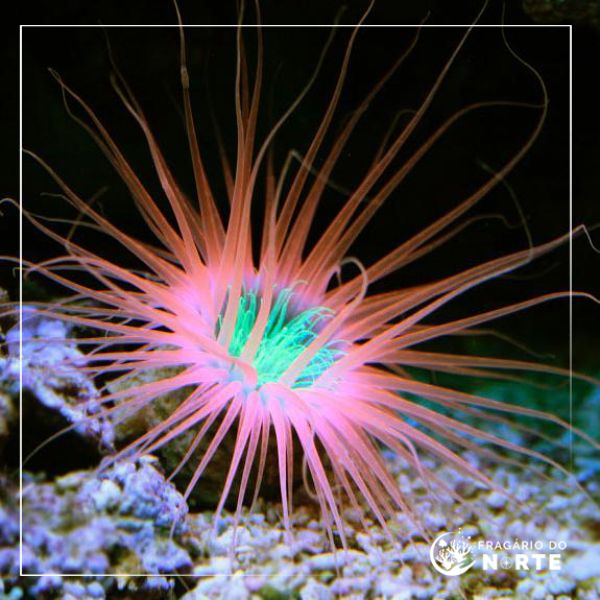 Cerianthus Ultra Color