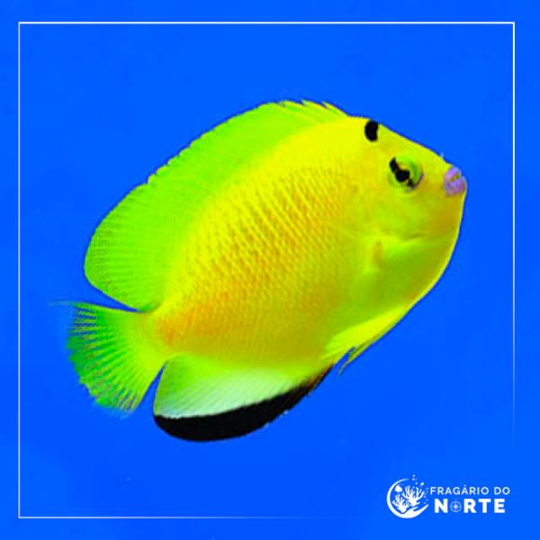 Apolemicthys armitagei
