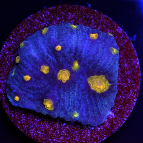 Echinophyllia Orange Eye Chalice