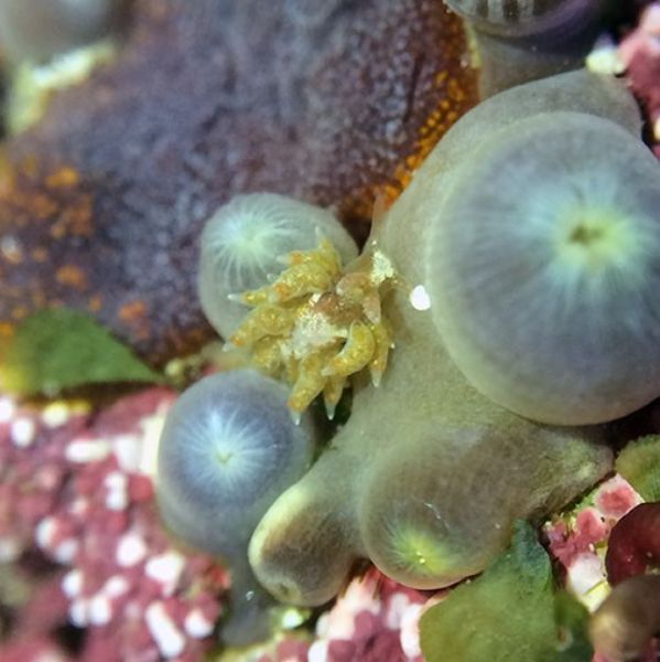 Nudibrânquias 1