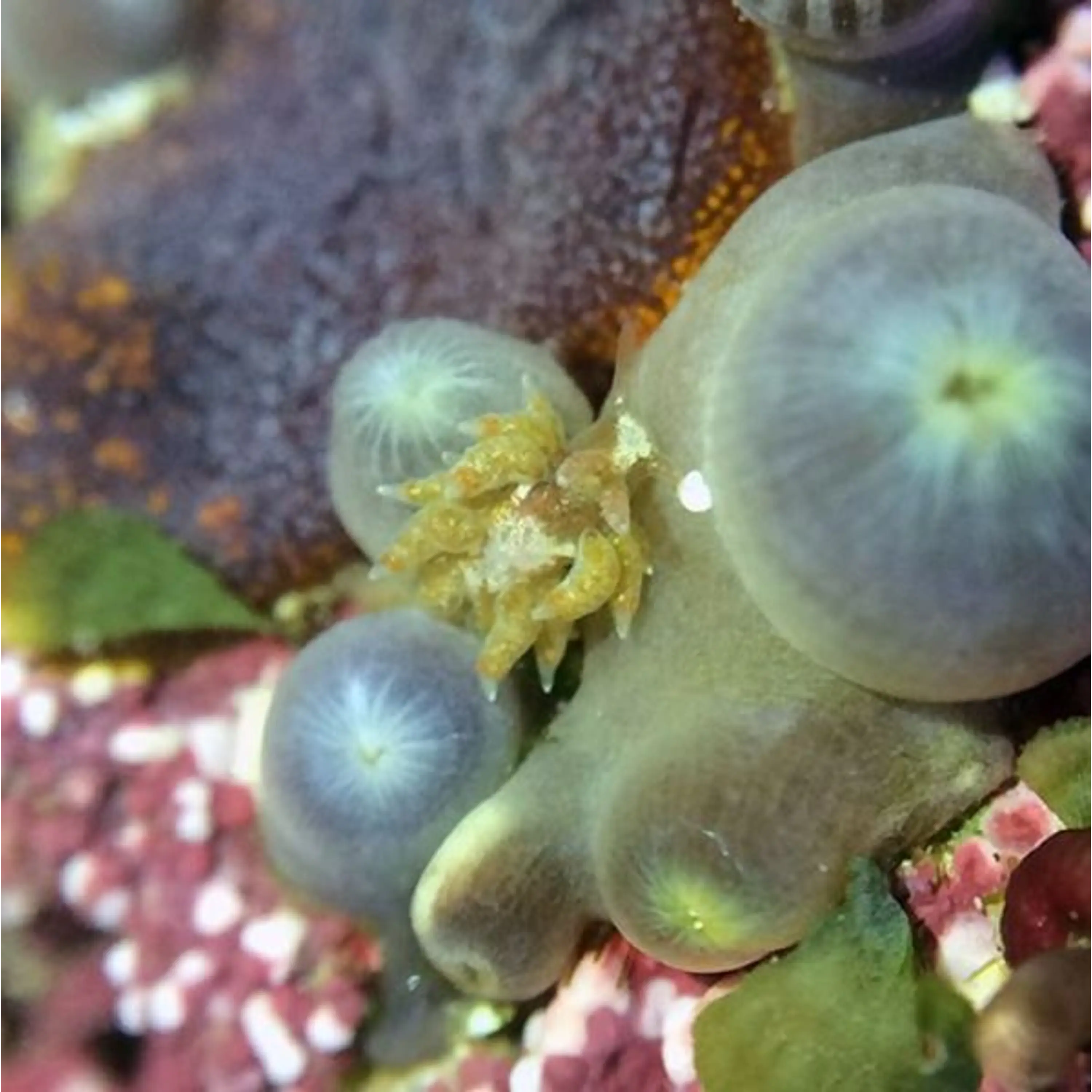 Nudibrânquias