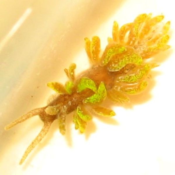 Nudibrânquias 2