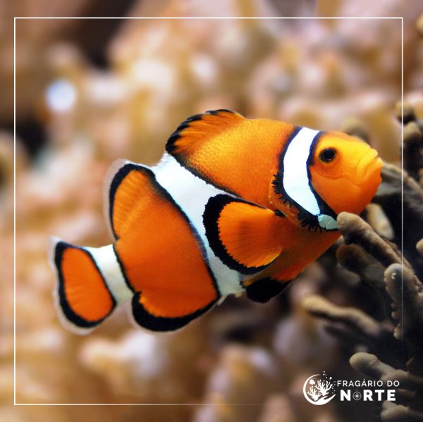 Amphiprion sebae