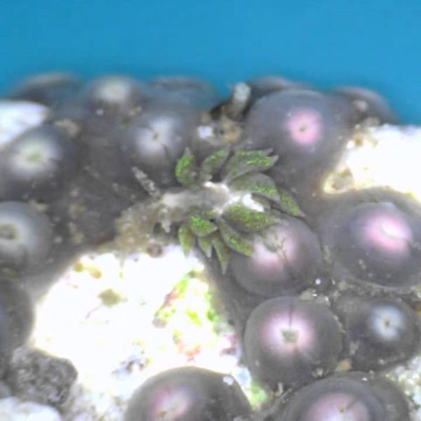 Nudibrânquias 3