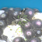 Nudibrânquias 3