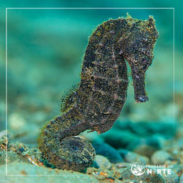 Hippocampus kuda