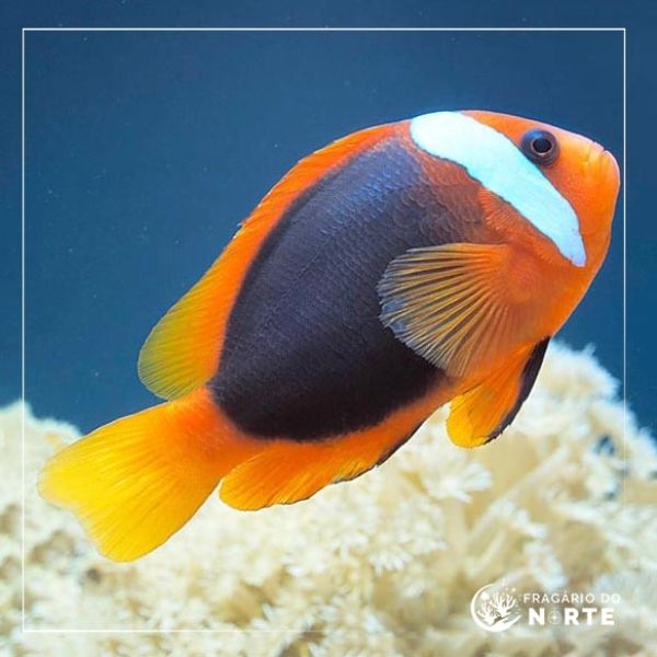 Amphiprion rubrocinctus