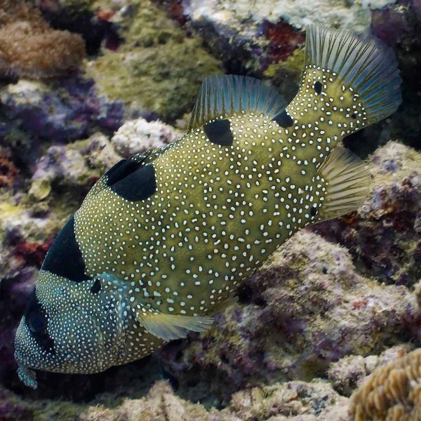 Pogonoperca punctata