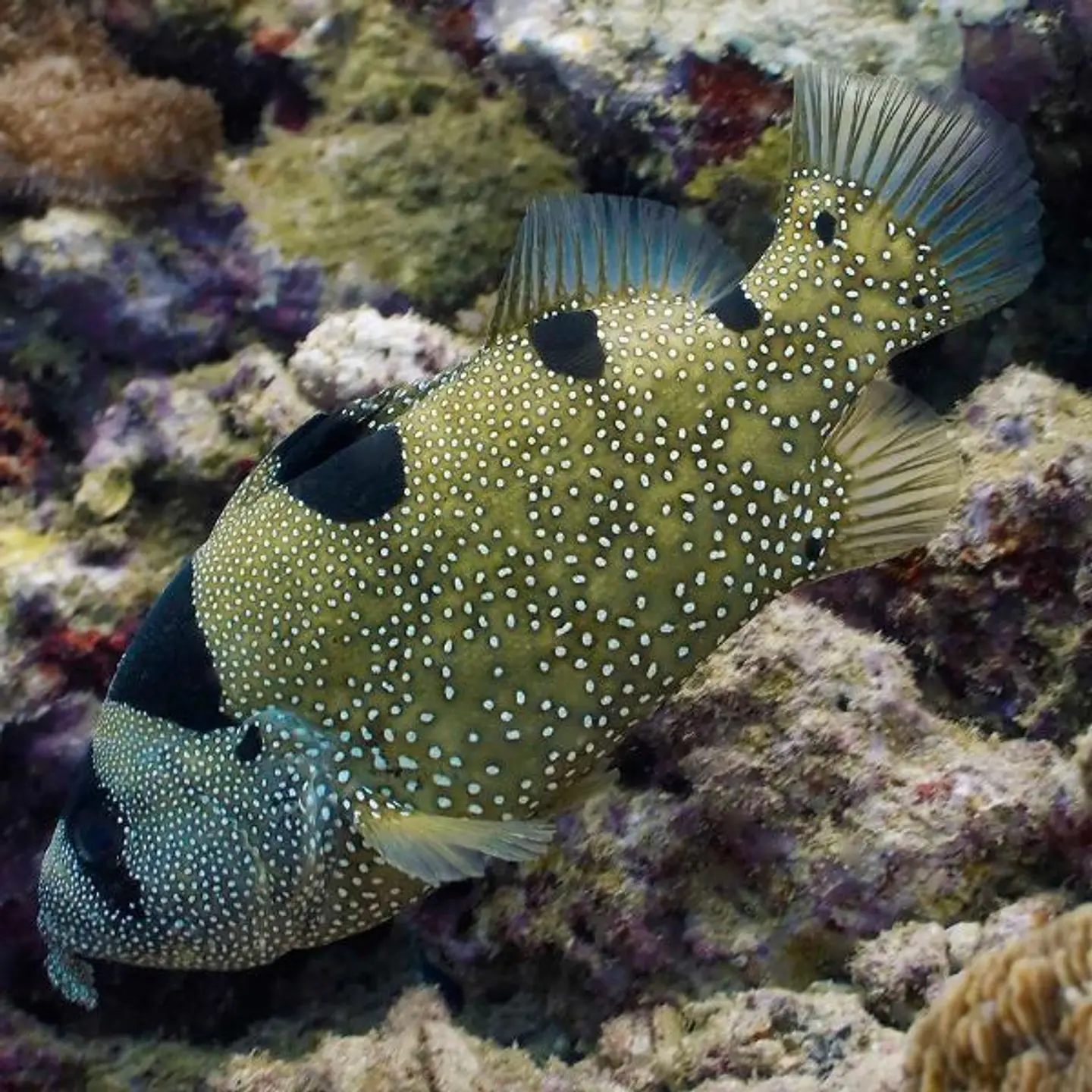 Pogonoperca punctata 1