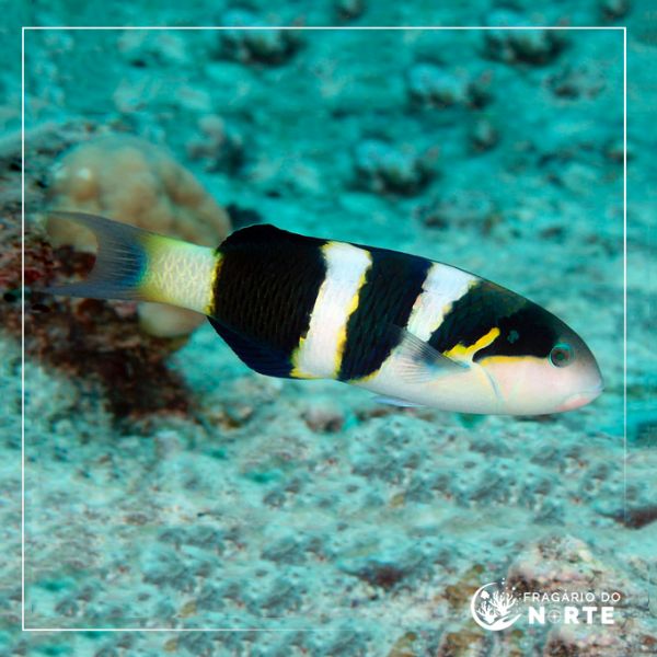Thalassoma jansenii