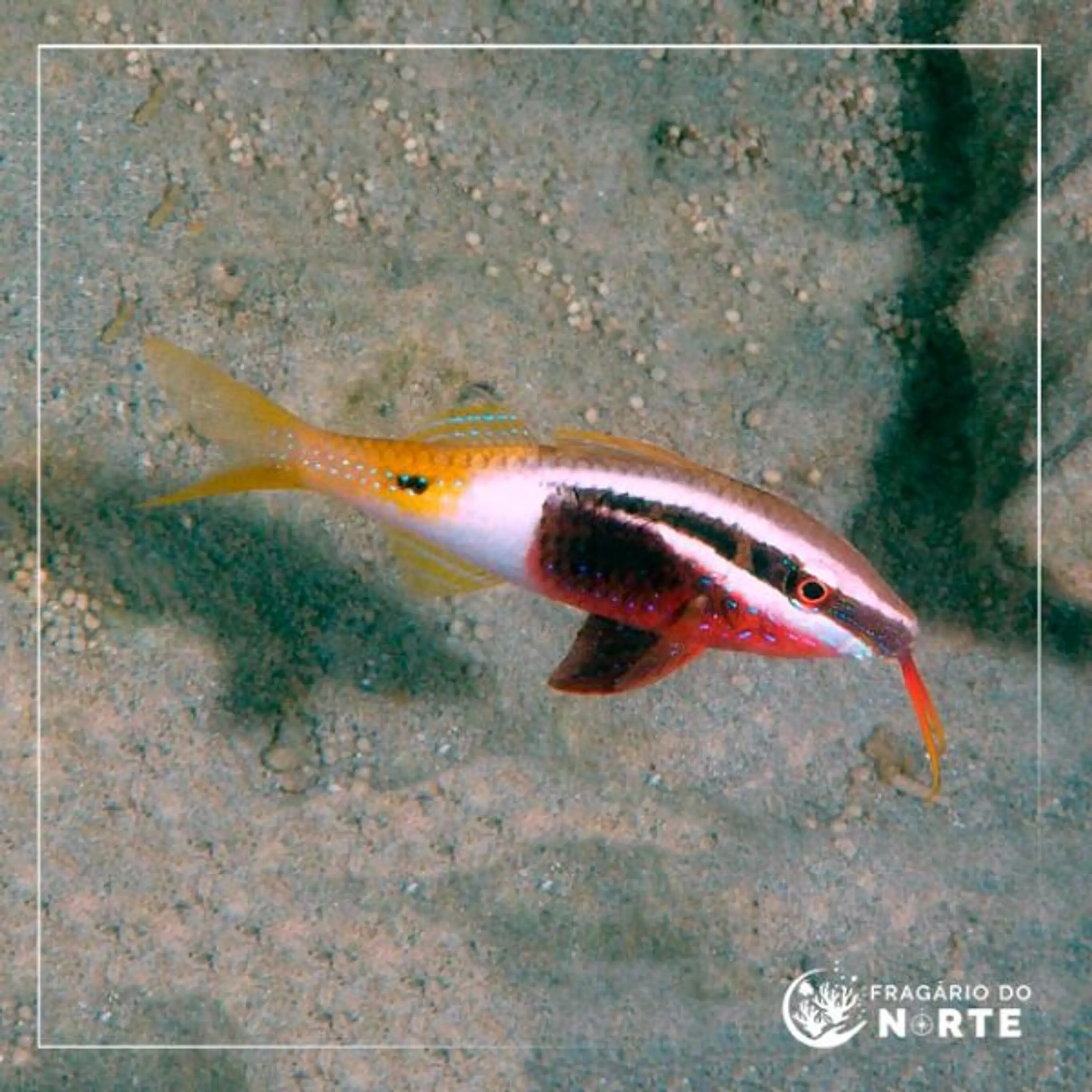 Parupeneus barberinoides
