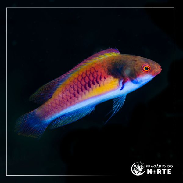 Cirrhilabrus ryukyuensis