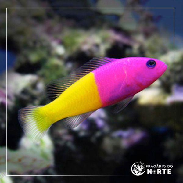 Pictichromis paccagnellae