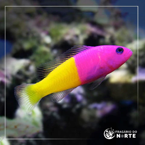 Pictichromis paccagnellae