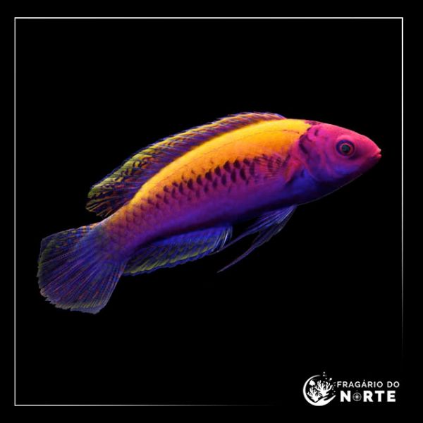 Cirrhilabrus Aurantidorsalis