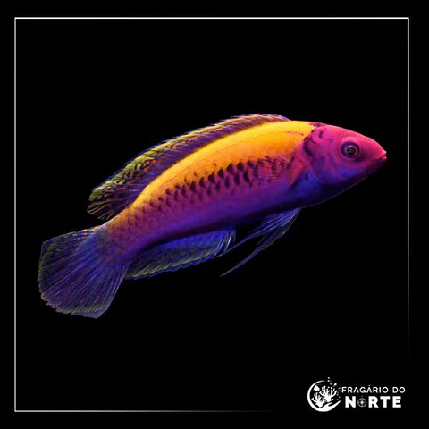 Cirrhilabrus Aurantidorsalis