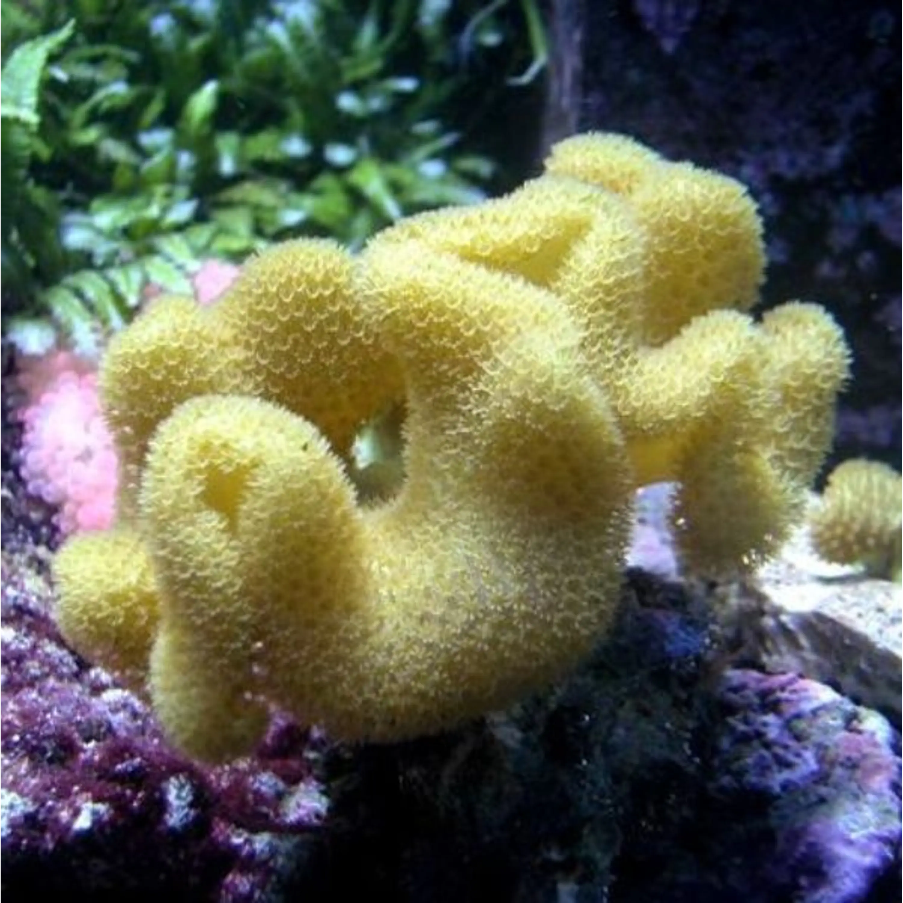 Sarcophyton Elegans