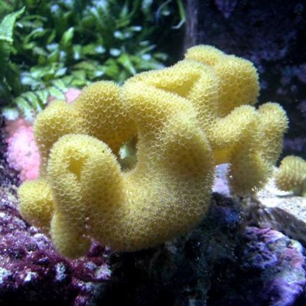 Sarcophyton Elegans