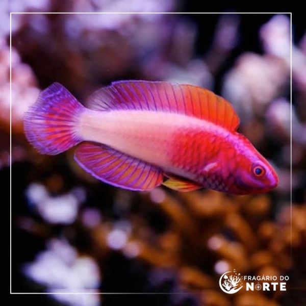 Cirrhilabrus rubrisquamis