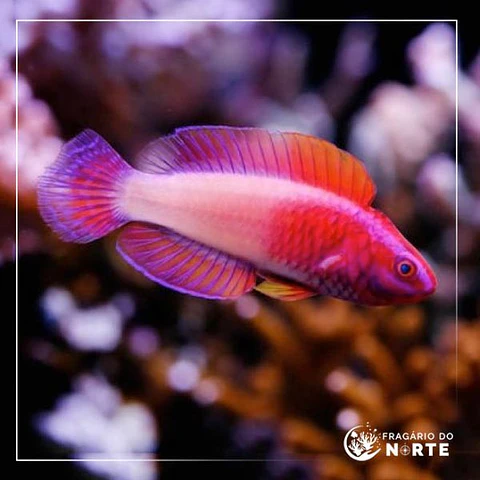 Cirrhilabrus rubrisquamis