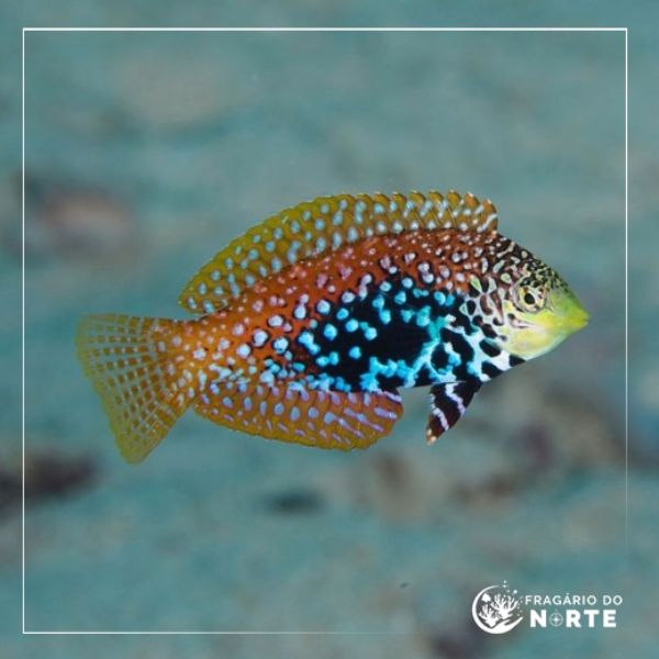 Macropharyngodon bipartitus fêmea