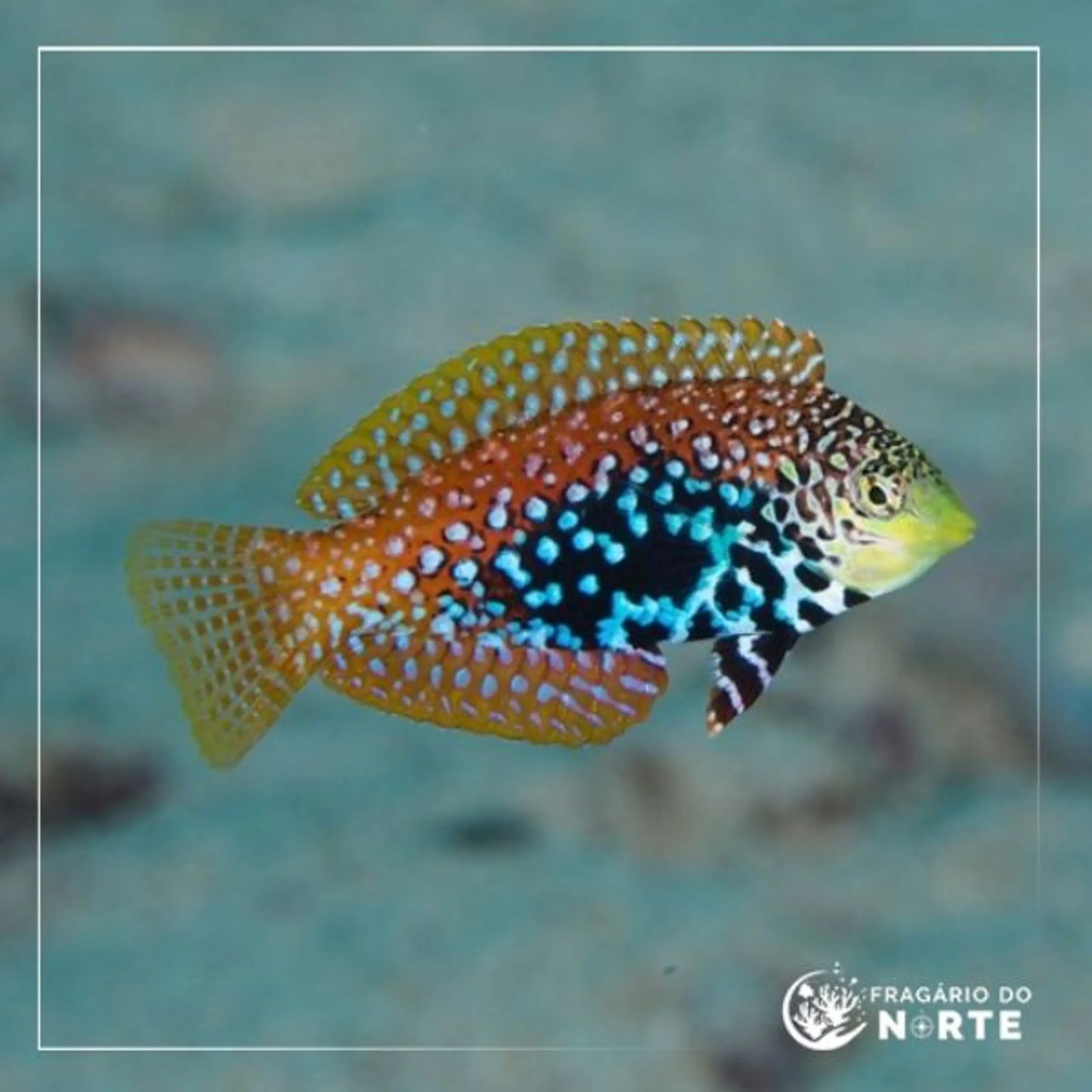 Macropharyngodon bipartitus fêmea