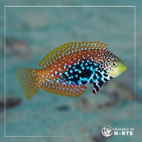 Macropharyngodon bipartitus fêmea