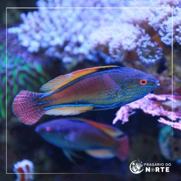 Cirrhilabrus lineatus