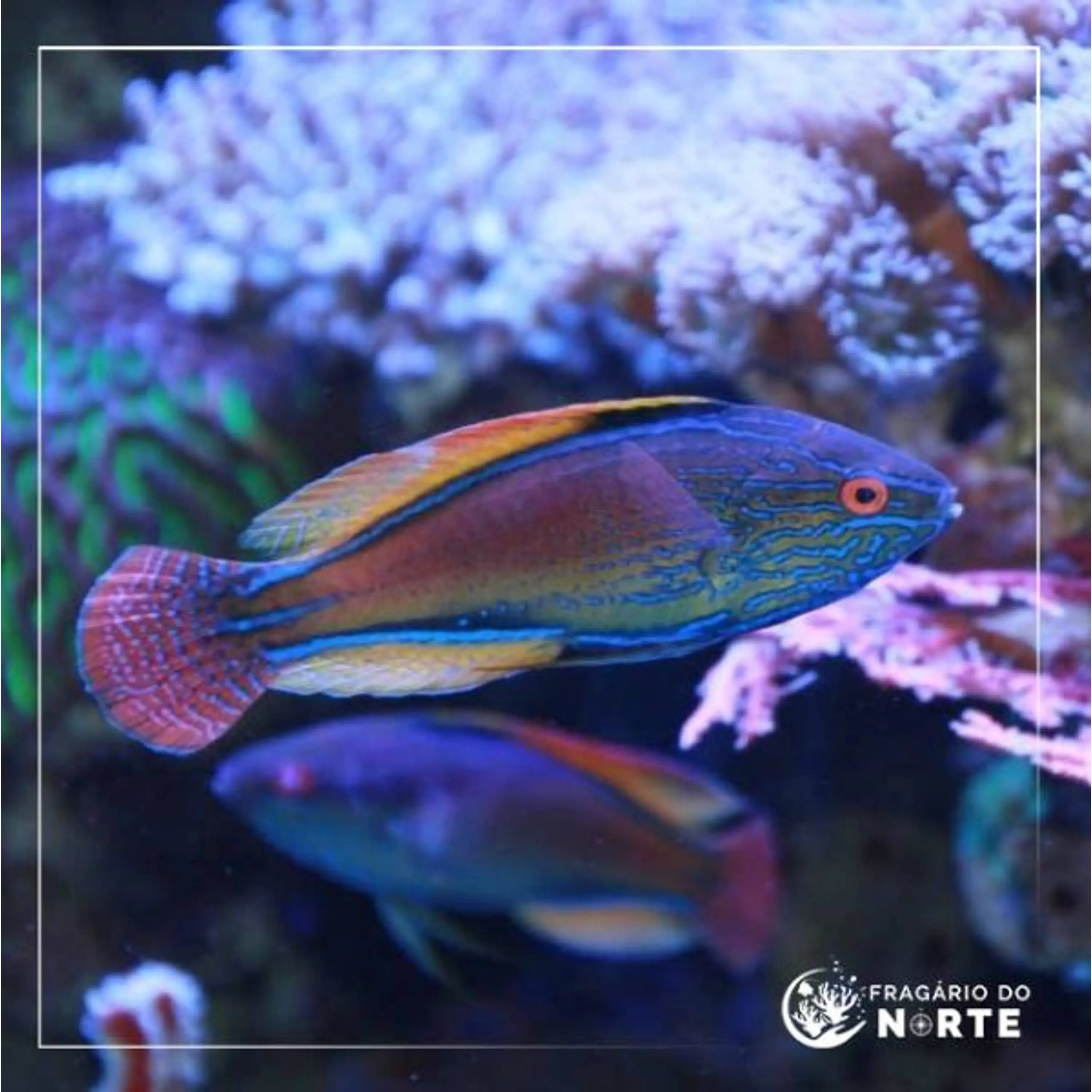 Cirrhilabrus lineatus
