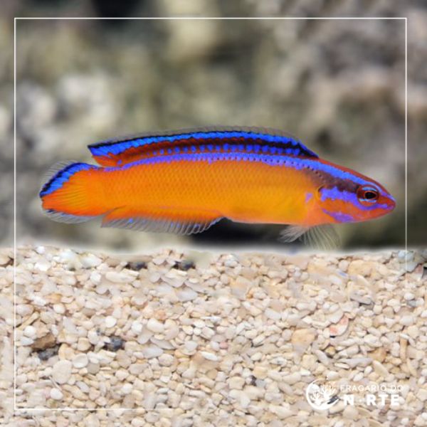 Pseudochromis aldabraensis